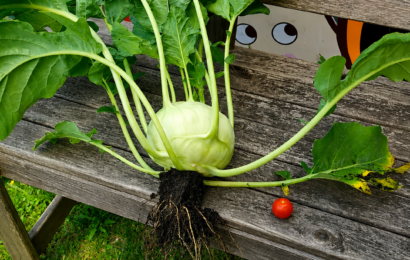 Unsere erste Ernte aus dem eigenen Garten!