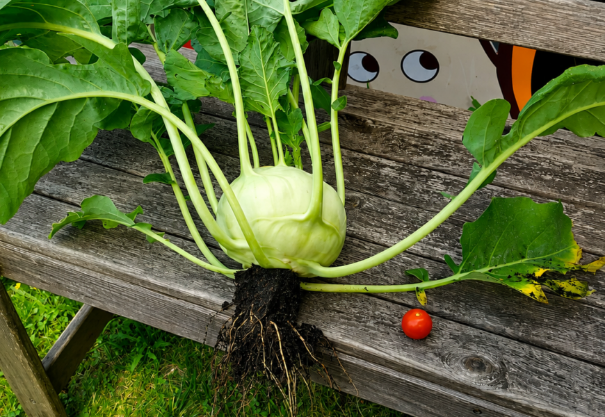 Unsere erste Ernte aus dem eigenen Garten!