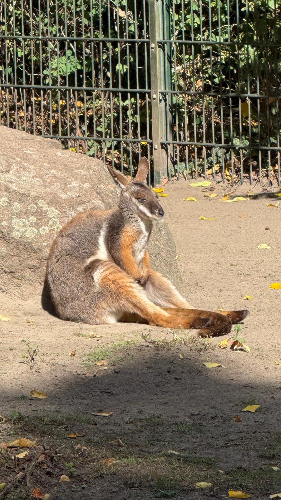 Unser Ausflug in den Tierpark Berlin